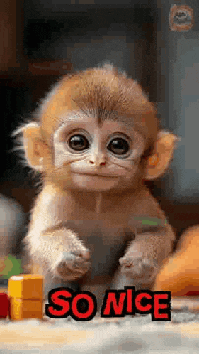 a baby monkey is sitting on a table with toys and says `` so nice '' .