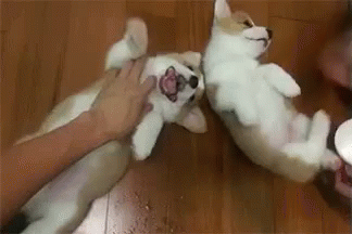Corgi Belly Rub GIF - Cute Laugh Dogs GIFs