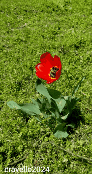 a picture of a red flower with the year 2024 on the bottom