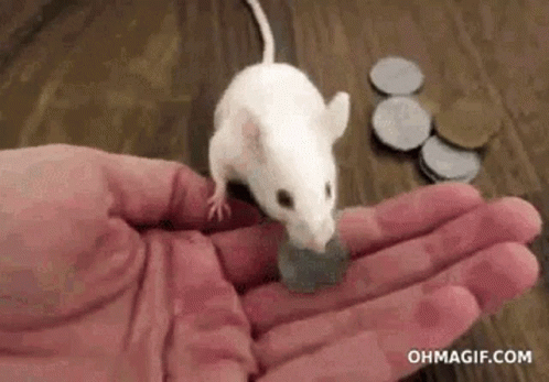 Rat GIF