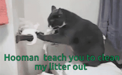 Cat Teach You GIF