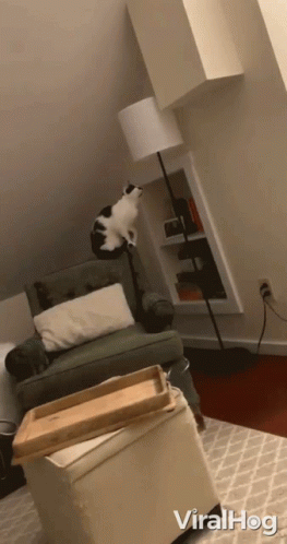 Touch Playing With Lamp GIF - Touch Playing With Lamp Smart Cat GIFs