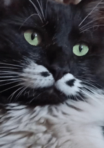 Cat Kitty GIF - Cat Kitty Face GIFs