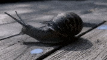 a close up of a snail crawling on a wooden surface