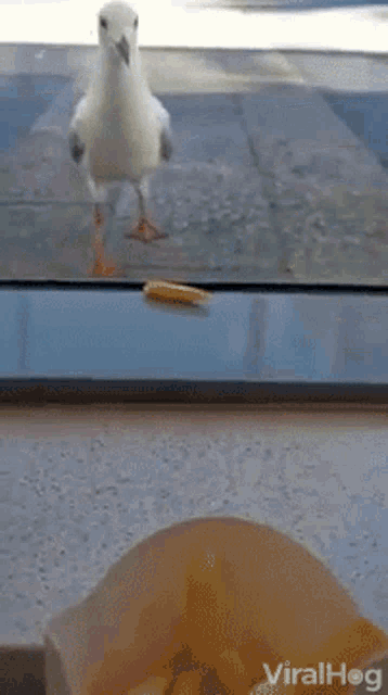 Seagulls French Fry GIF - Seagulls French Fry Birds GIFs