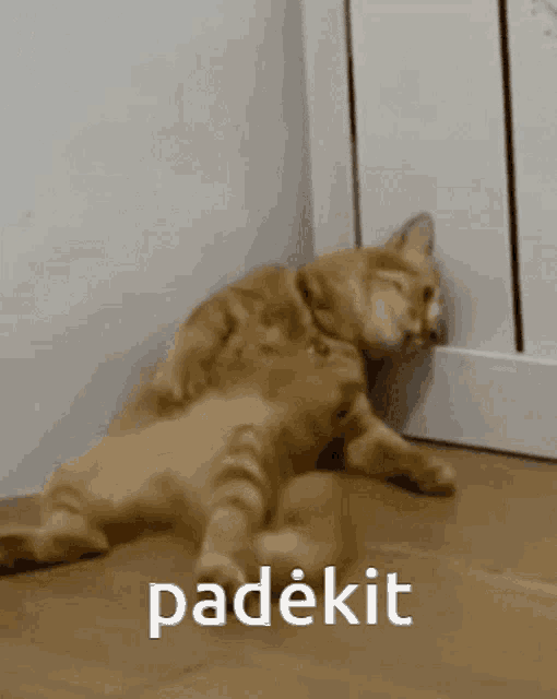 Cat Katynas GIF - Cat Katynas Cat Help GIFs