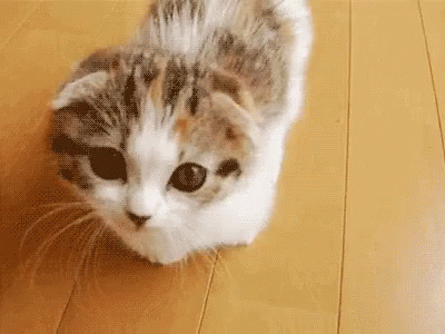 Kitten Cute GIF - Kitten Cute Hi GIFs