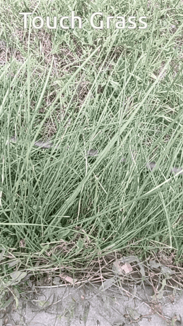 Touch Grass GIF - Touch Grass Zonngster GIFs