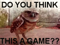 Owl Doesn'T Think This Is A Game -  Game GIF - Owl Angry Mad GIFs