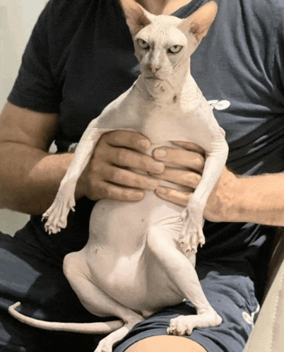 a hairless cat is being held by a man in a reebok shirt