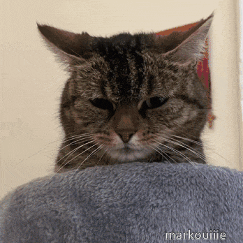 a close up of a cat on a blanket with the name markouime on the bottom right