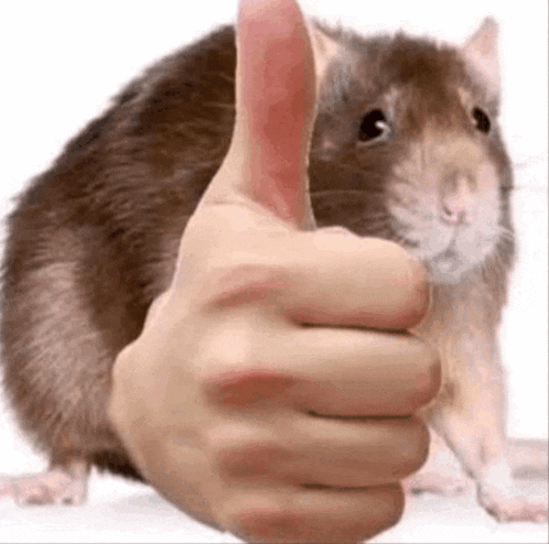 a rat is giving a thumbs up sign with its hand .