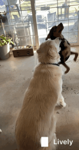 two dogs standing next to each other with the word lively on the bottom