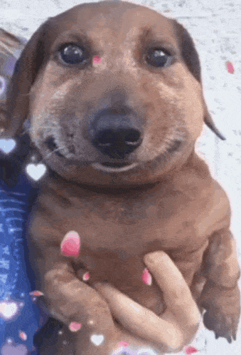 a person is holding a dachshund that looks like a bee with a smile on its face