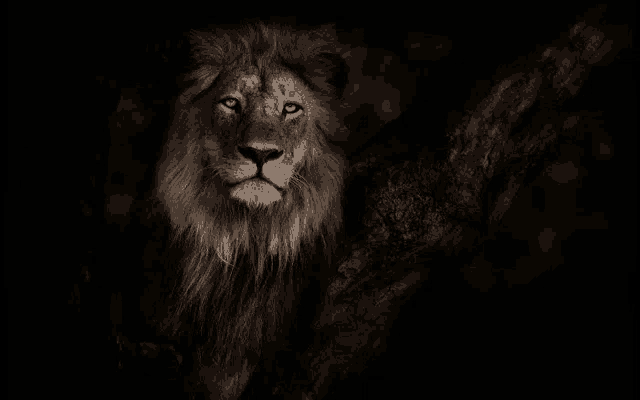 a black and white photo of a lion standing next to a tree branch in the dark .