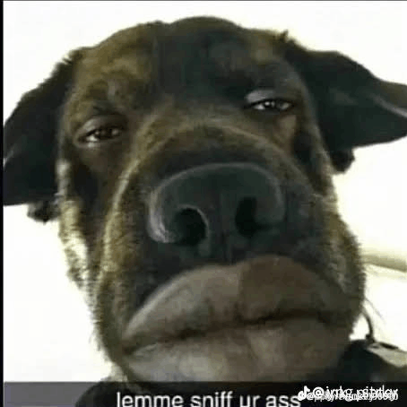 Lemme Shiff Ur Ass Meme GIF - Lemme Shiff Ur Ass Meme Meme Dog GIFs