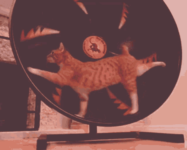 a cat is walking on a circular wheel with a kangaroo on it