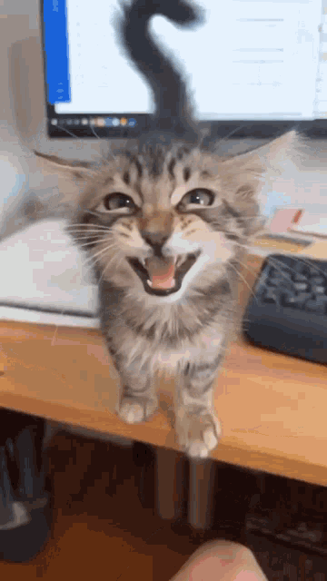 a cat with its mouth open standing on a desk in front of a computer monitor