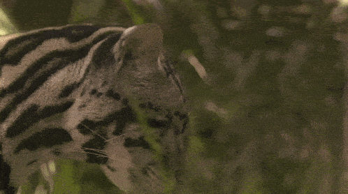 a close up of a cat 's face with a leopard print