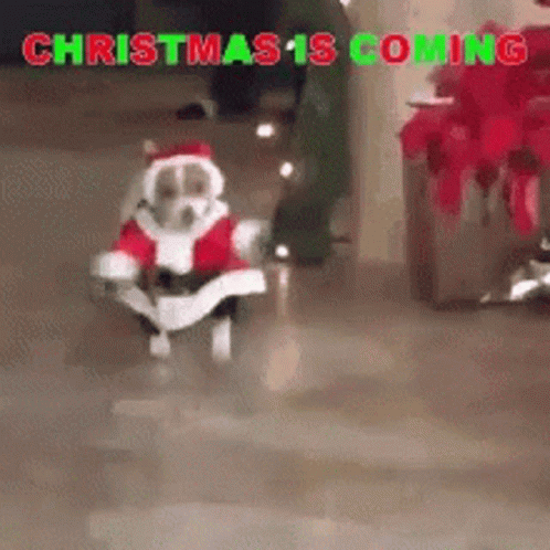 Merry Christmas Christmas Is Coming GIF - Merry Christmas Christmas Is Coming Dog GIFs