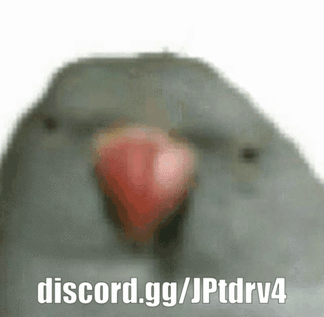 Bird Funny GIF