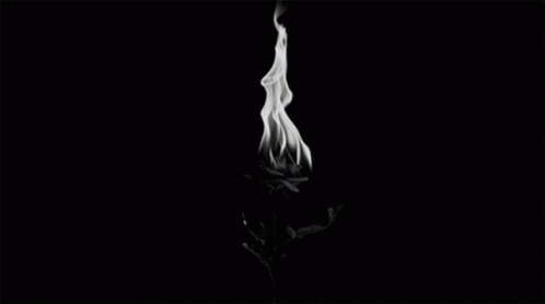 Fire Roses GIF - Fire Roses Burning Roses GIFs