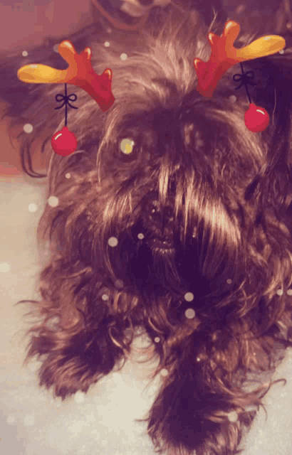 a dog wearing a pair of reindeer antlers and red balls