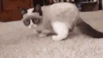a grumpy cat is walking on a white carpet in a living room .