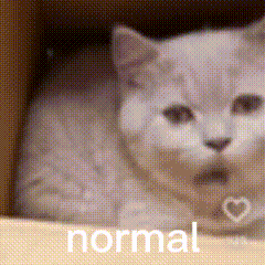Weird Weird Cat GIF - Weird Weird Cat Cat GIFs