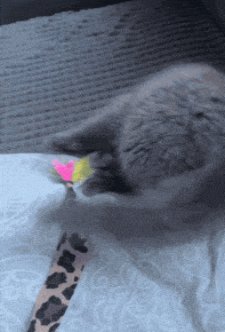 a cat is playing with a toy that has a feather on it