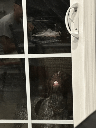 a dog looking through a screen door with a man behind it