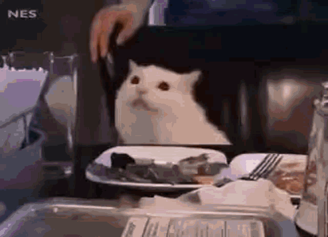Stop Causing Trouble Smudge GIF - Stop Causing Trouble Smudge Yelling Cat GIFs