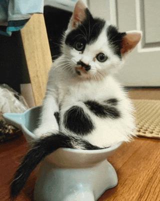 a black and white kitten is sitting in a blue bowl