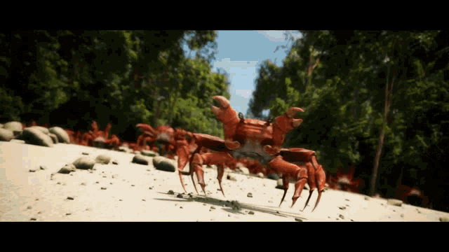 a group of crabs are walking on a beach