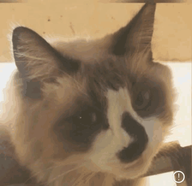a close up of a cat 's face with an arrow pointing up