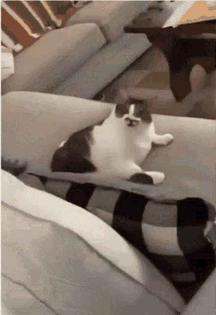 a black and white cat is laying on a couch in a living room