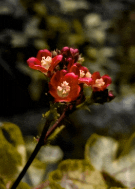 a close up of a flower with a dark background