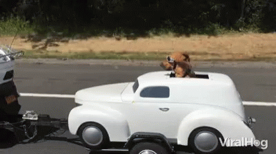 Cool Dog Chilling GIF - Cool Dog Chilling Cruising GIFs