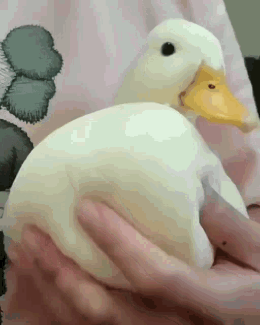 Soft Duck Squishy Duck GIF - Soft Duck Squishy Duck Floof GIFs