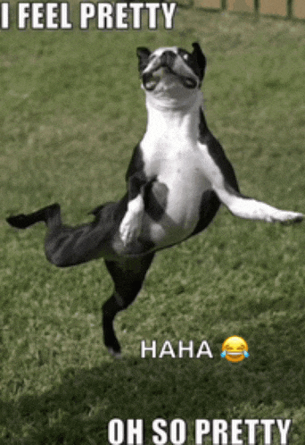 a black and white dog is jumping in the air with the caption " i feel pretty "