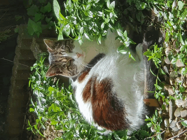 a brown and white cat laying in a pile of greenery