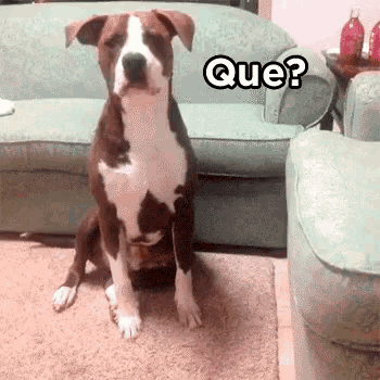 a brown and white dog is sitting on the floor next to a couch with the word que written above it
