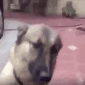 a close up of a dog 's face sitting on a pink carpet .