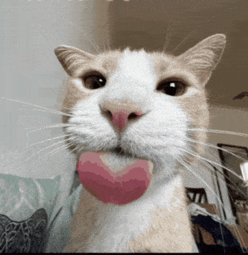 a close up of a cat 's face with a pink tongue sticking out