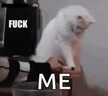 a white cat is sitting on a table with a person 's foot in front of it .
