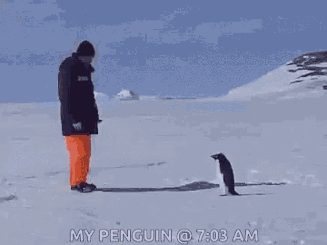 Penguin Funny GIF - Penguin Funny Fail GIFs