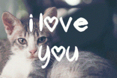 Love You Kitty GIF - Love You Kitty Heart GIFs
