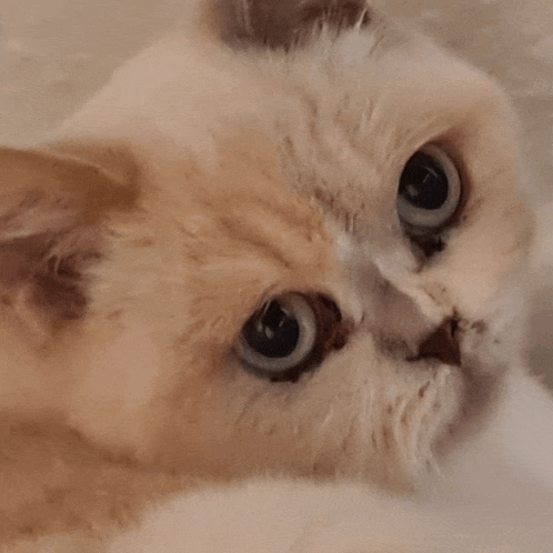 a close up of a cat 's face looking at something