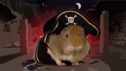 Pirateship Guinea Pig GIF - Pirateship Guinea Pig Guinea Pirate GIFs