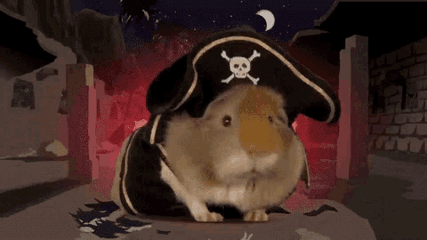 a guinea pig wearing a pirate hat with skull and crossbones on it